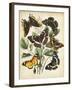 Non-Embellished Butterfly Haven II-Vision Studio-Framed Art Print