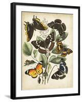 Non-Embellished Butterfly Haven II-Vision Studio-Framed Art Print