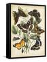 Non-Embellished Butterfly Haven II-Vision Studio-Framed Stretched Canvas