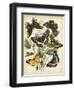 Non-Embellished Butterfly Haven II-Vision Studio-Framed Art Print