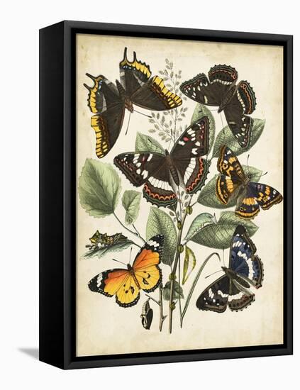 Non-Embellished Butterfly Haven II-Vision Studio-Framed Stretched Canvas