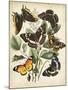 Non-Embellished Butterfly Haven II-Vision Studio-Mounted Art Print