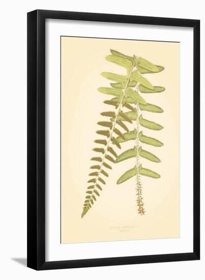 Non-Embellished Fern Fresco II-null-Framed Art Print