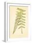 Non-Embellished Fern Fresco II-null-Framed Art Print