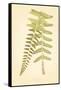 Non-Embellished Fern Fresco II-null-Framed Stretched Canvas