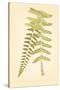 Non-Embellished Fern Fresco II-null-Stretched Canvas