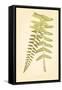 Non-Embellished Fern Fresco II-null-Framed Stretched Canvas