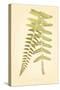 Non-Embellished Fern Fresco II-null-Stretched Canvas