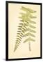 Non-Embellished Fern Fresco II-null-Framed Art Print