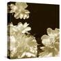 Non-Embellished Sepia Peonies I-null-Stretched Canvas