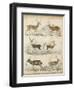 Non-Embellished Species of Deer-null-Framed Art Print