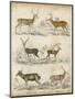 Non-Embellished Species of Deer-null-Mounted Art Print