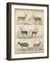 Non-Embellished Species of Deer-null-Framed Art Print