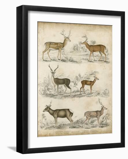 Non-Embellished Species of Deer-null-Framed Art Print