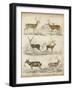 Non-Embellished Species of Deer-null-Framed Art Print