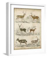 Non-Embellished Species of Deer-null-Framed Art Print