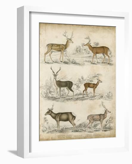 Non-Embellished Species of Deer-null-Framed Art Print