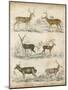 Non-Embellished Species of Deer-null-Mounted Art Print