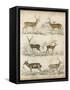 Non-Embellished Species of Deer-null-Framed Stretched Canvas