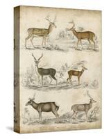 Non-Embellished Species of Deer-null-Stretched Canvas