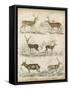 Non-Embellished Species of Deer-null-Framed Stretched Canvas