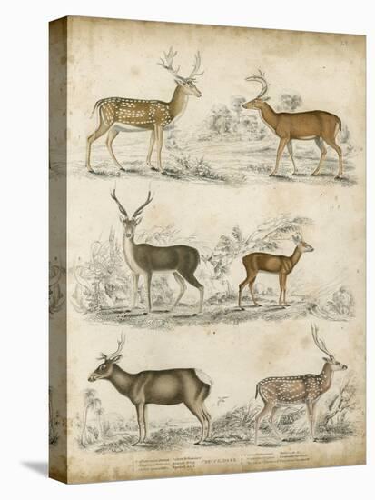 Non-Embellished Species of Deer-null-Stretched Canvas