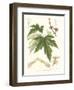 Non-embellished White Maple-Sprague-Framed Art Print