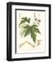 Non-embellished White Maple-Sprague-Framed Art Print