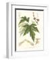 Non-embellished White Maple-Sprague-Framed Art Print