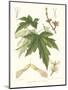 Non-embellished White Maple-Sprague-Mounted Art Print