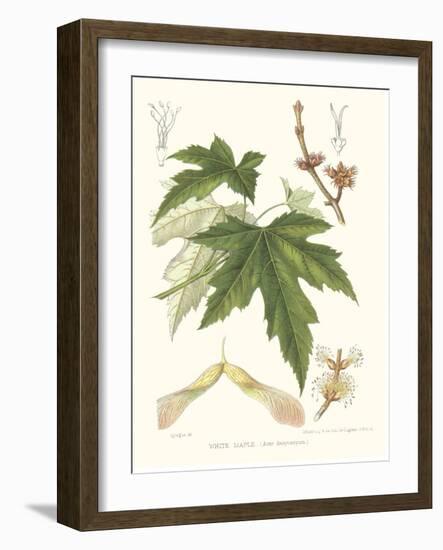 Non-embellished White Maple-Sprague-Framed Art Print