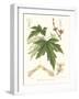 Non-embellished White Maple-Sprague-Framed Art Print