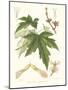 Non-embellished White Maple-Sprague-Mounted Art Print