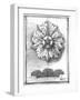 Non-Embld. Decorative Ornament II-Ethan Harper-Framed Art Print