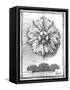 Non-Embld. Decorative Ornament II-Ethan Harper-Framed Stretched Canvas