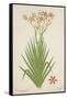 Non Indian Garden Plant Of Montbretia, 1800-10-null-Framed Stretched Canvas