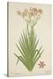 Non Indian Garden Plant Of Montbretia, 1800-10-null-Stretched Canvas