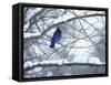 Non Migratory Stellar's Jay Perching in Tree in Idaho Primitive Area-John Dominis-Framed Stretched Canvas