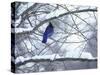 Non Migratory Stellar's Jay Perching in Tree in Idaho Primitive Area-John Dominis-Stretched Canvas