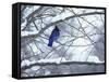 Non Migratory Stellar's Jay Perching in Tree in Idaho Primitive Area-John Dominis-Framed Stretched Canvas