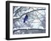 Non Migratory Stellar's Jay Perching in Tree in Idaho Primitive Area-John Dominis-Framed Photographic Print