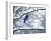 Non Migratory Stellar's Jay Perching in Tree in Idaho Primitive Area-John Dominis-Framed Photographic Print
