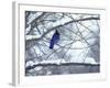 Non Migratory Stellar's Jay Perching in Tree in Idaho Primitive Area-John Dominis-Framed Photographic Print