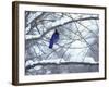 Non Migratory Stellar's Jay Perching in Tree in Idaho Primitive Area-John Dominis-Framed Photographic Print