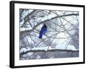 Non Migratory Stellar's Jay Perching in Tree in Idaho Primitive Area-John Dominis-Framed Photographic Print