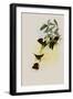 ?none Hummingbird, Chrysuronia ?none-John Gould-Framed Giclee Print