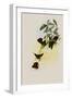 ?none Hummingbird, Chrysuronia ?none-John Gould-Framed Giclee Print