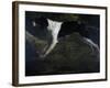 Nonette-Alexandre-Francois Desportes-Framed Giclee Print