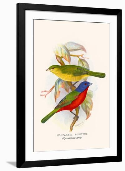 Nonpareil Bunting-F.w. Frohawk-Framed Art Print