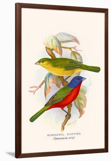 Nonpareil Bunting-F.w. Frohawk-Framed Art Print